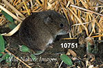 Microtus pennsylvanicus, Meadow Vole